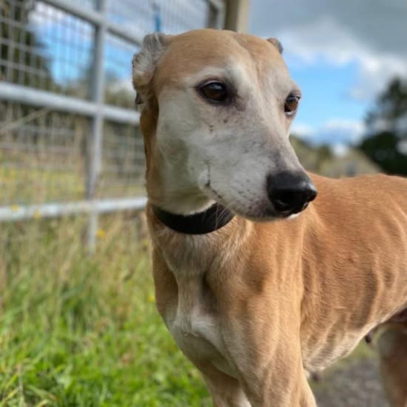 Could you give Autumn her dream home?