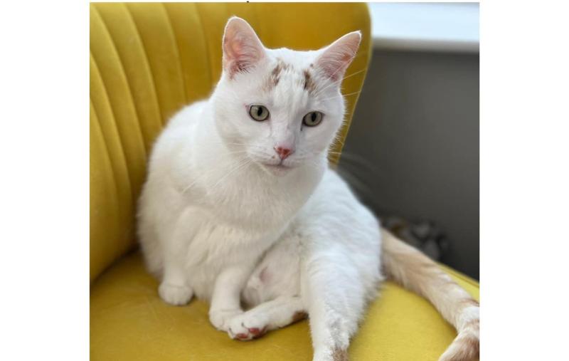 'A bunch of heartless boys' - Kildare teens slammed for cruel missing cat prank