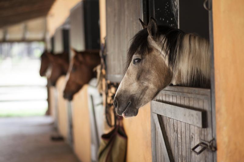 Plans granted for €1.5m stables/offices development at Guidenstown, Co Kildare
