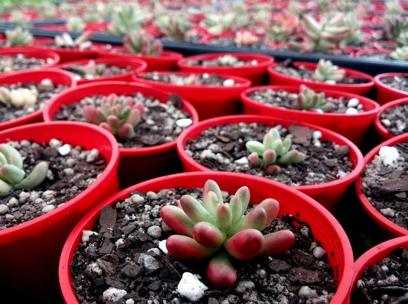 Application for major residential development at well-known Kildare garden centre
