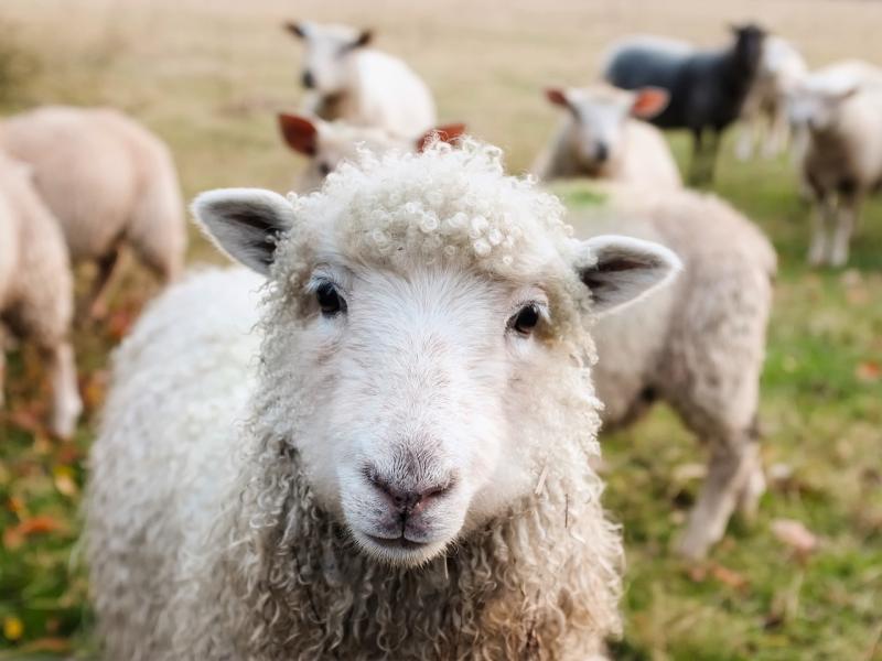 Kildare Minister calls for vigilance following reports of foot-and-mouth disease outbreaks in Slovakia