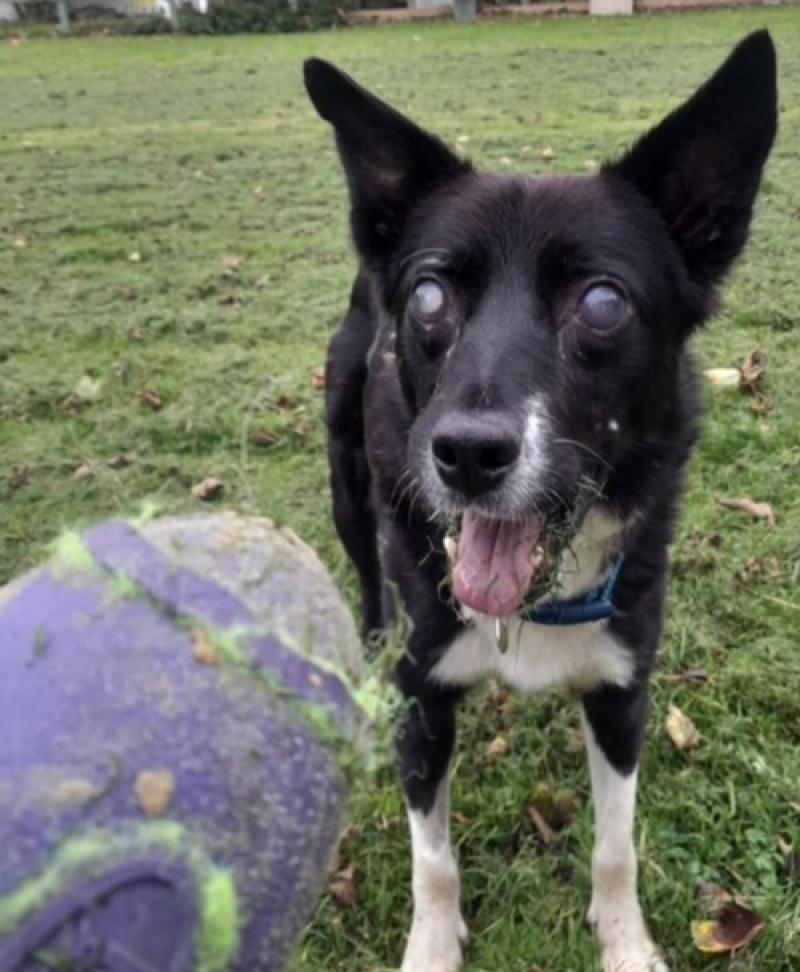 Urgent Appeal: 'A very big ask' Kildare animal foundation calls out for adoption of blind dog 