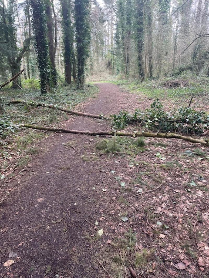 Paths in Kildare forest still blocked two months after storm