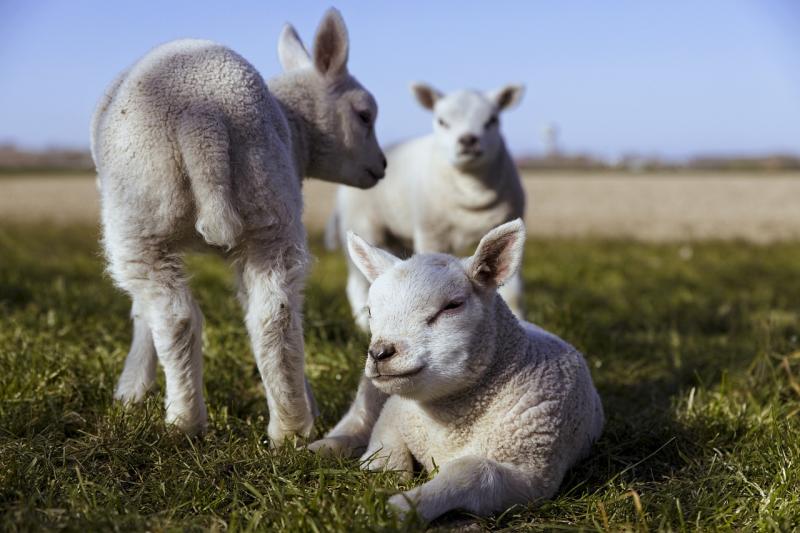 Springtime family festival to take place in well-known Kildare spot 