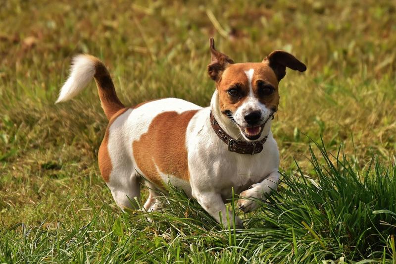 NOTICE: Kildare-based animal charity issues important update regarding its fundraiser in Punchestown