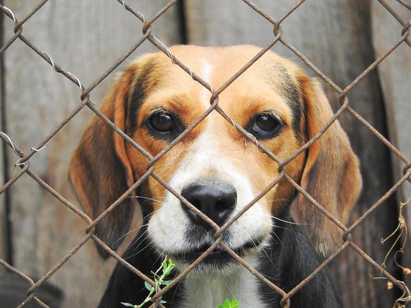 Plans granted for €272 cattery/kennels in Kildare