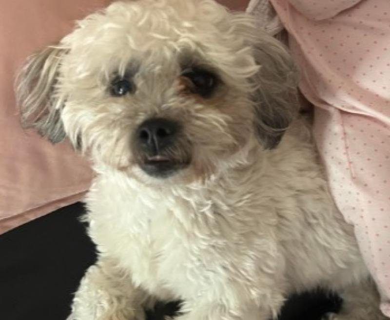 ‘He has a family who love him so much’: €1,000 reward for dog missing in Kildare for over a month