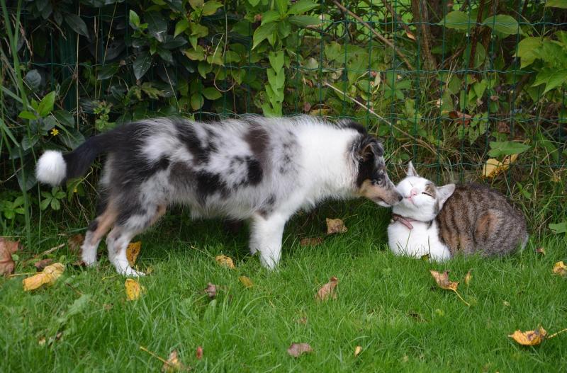 Kildare Animal Foundation is hosting its annual Open Day at its base near Kildare Town on Sunday, July 13 at 1pm