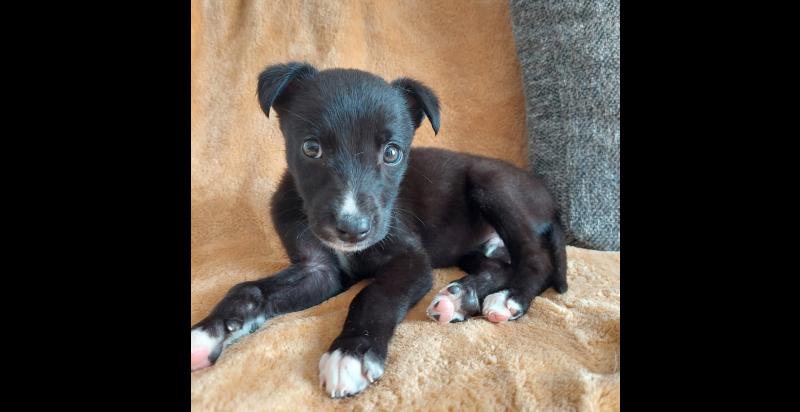'Poor little baby'- Puppy kicked around like a football by group of young boys in Limerick