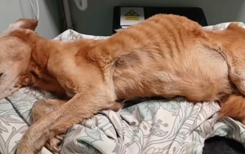 Gardaí respond after 'neglected dog' outrage online with Kildare Animal Foundation