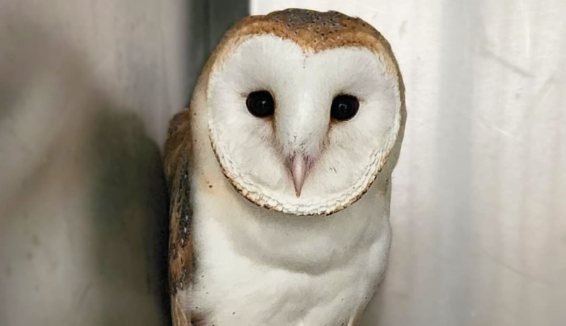 Urgent appeal to Kildare motorists to watch out for 'low flying owls' amid injury concerns