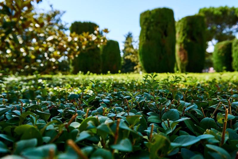 NOTICE: Kildare County Council releases reminder about Hedge Cutting Season
