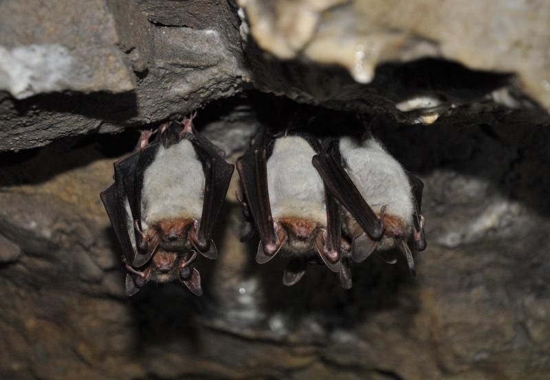 Hair-raisers: Kildare Wildlife Rescue to host ‘Halloween Spooktacular’ talk