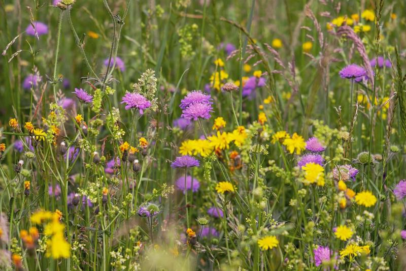 Park in Kildare to be temporarily closed to facilitate wildflower meadow harvesting