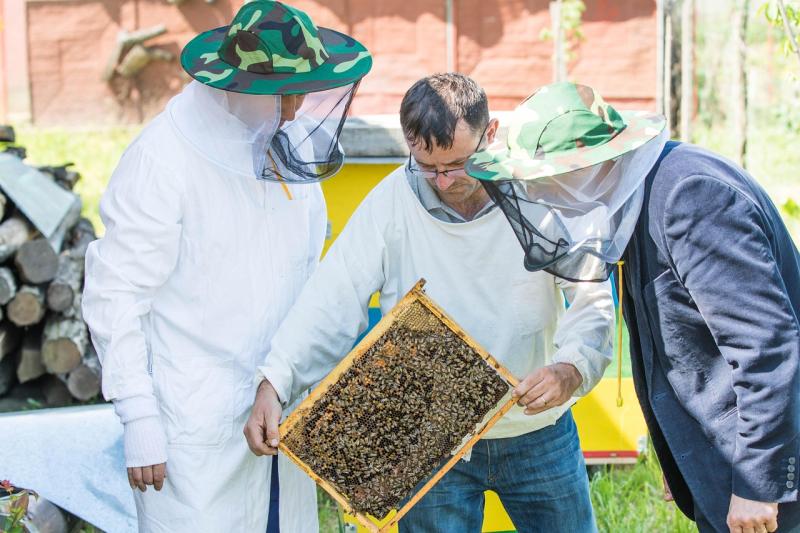 Beekeeping for beginners course to take place in Kildare
