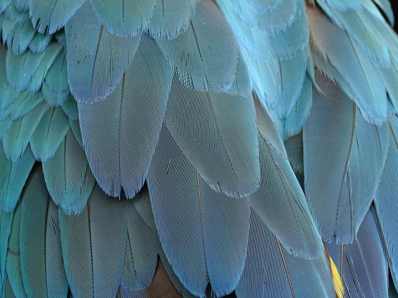 Kildare Wildlife Rescue to host talk aimed at children