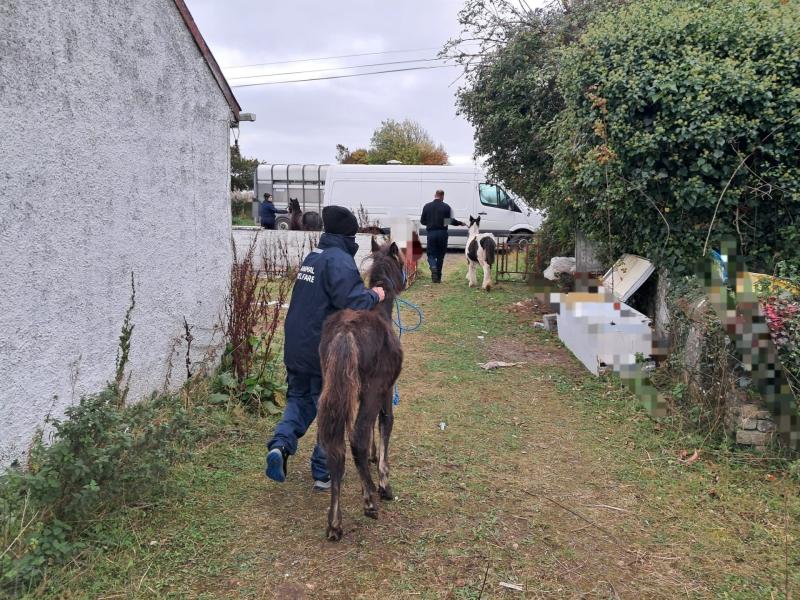 Picture of horses being seized courtesy of Kildare Gardaí Facebook page