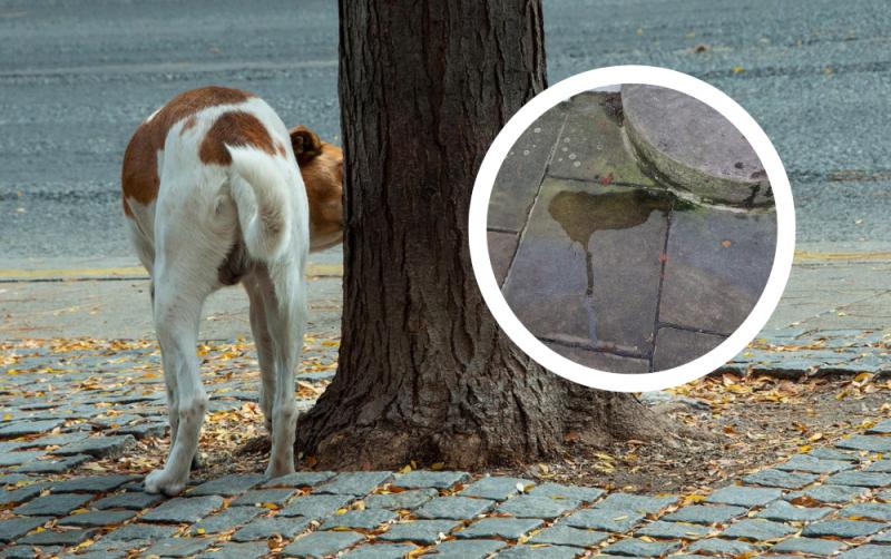 'Get over yourself' - Kildare people baffled by complaints about dogs weeing on footpath