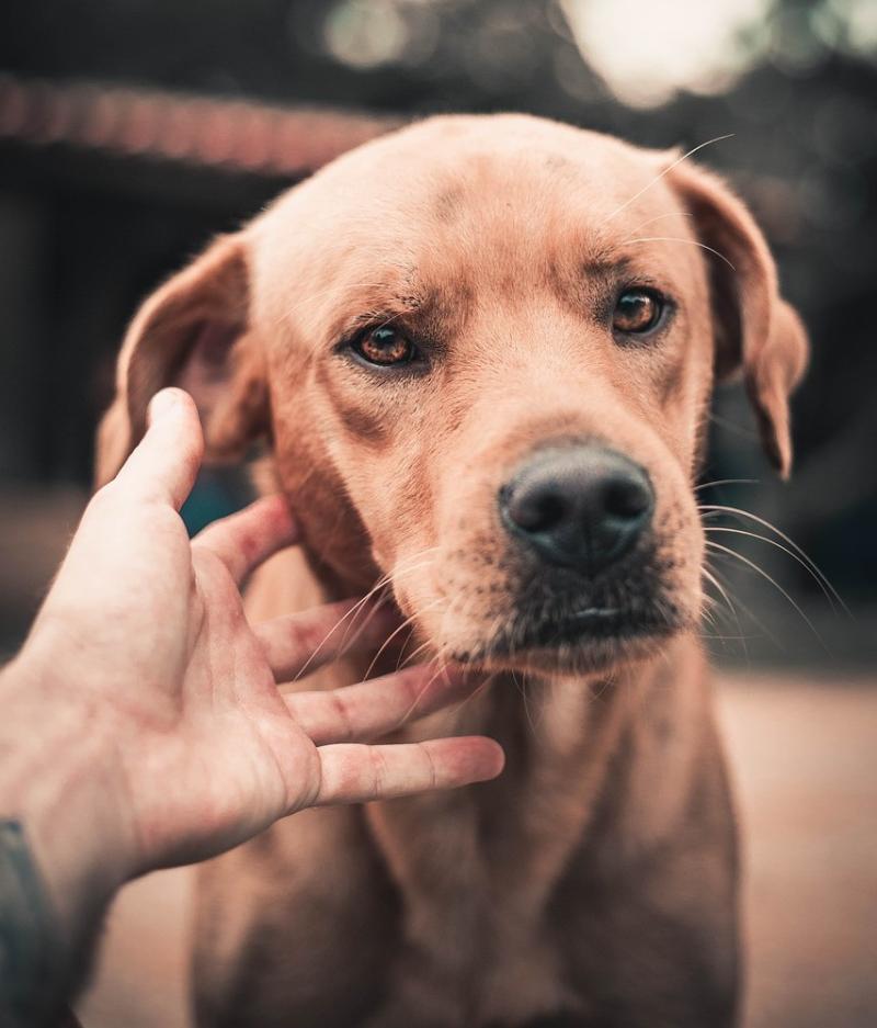 Green space in Kildare ‘would not be big enough for a dog park’