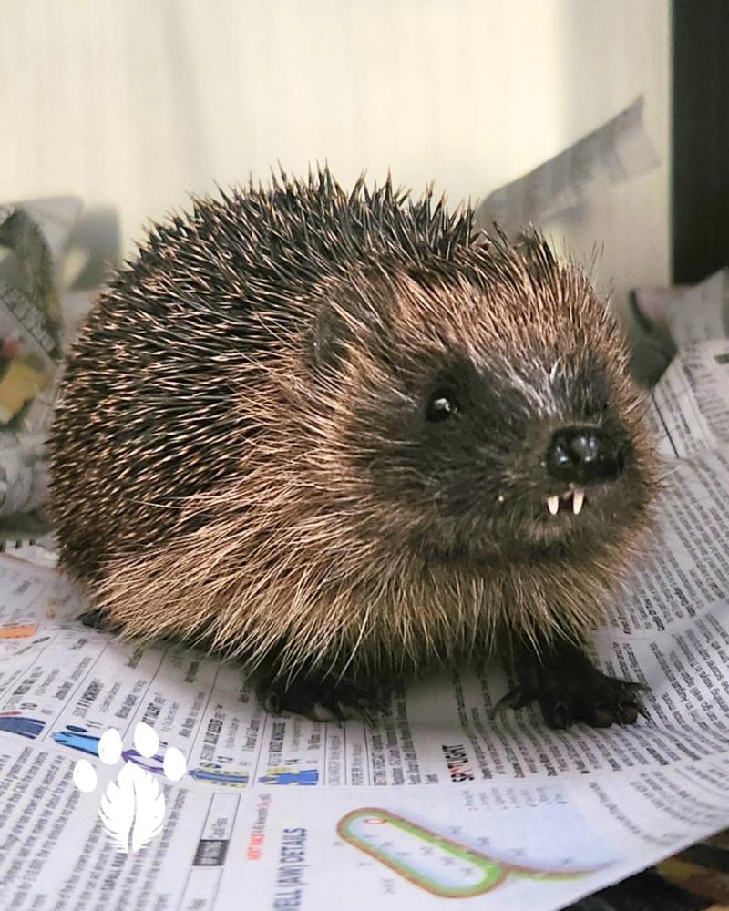 Over 5,000 cases admitted to Kildare Wildlife Rescue in 2025