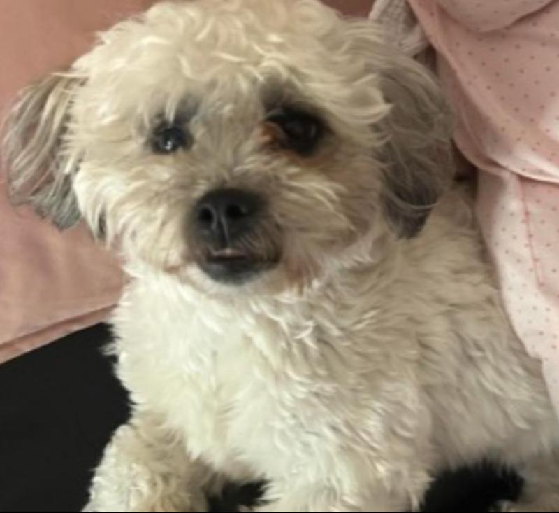 &lsquo;Absolutely heartbreaking&rsquo;: Kildare woman renews appeal and ups reward for missing dog