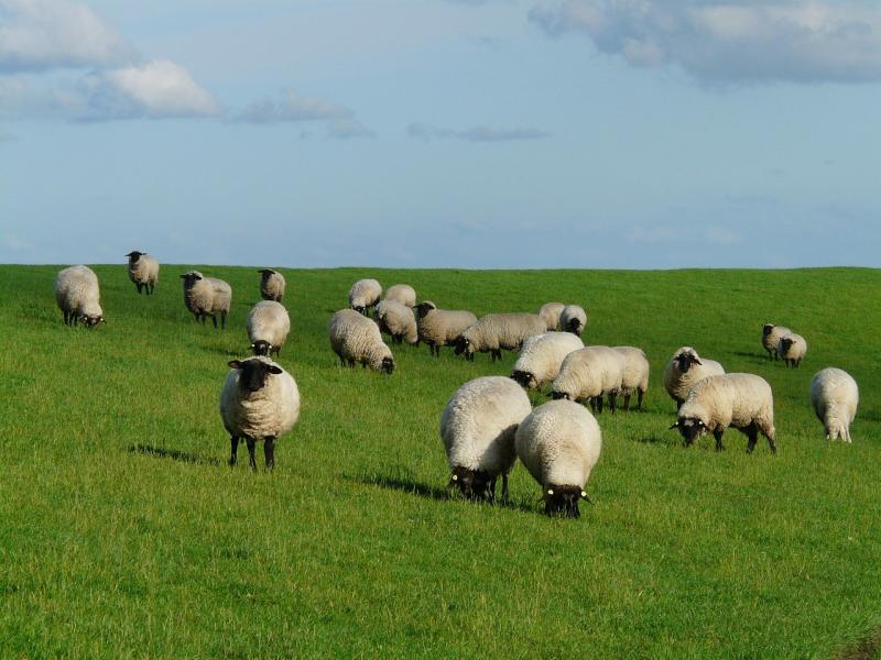 'Get a grip' - Row erupts over growing reports of injured sheep on Curragh in Kildare