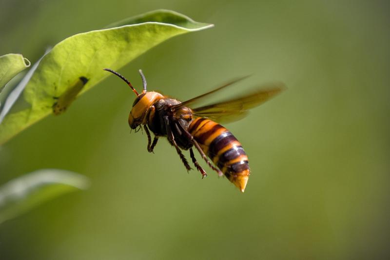 Help wanted for Asian hornet monitoring project in Kildare