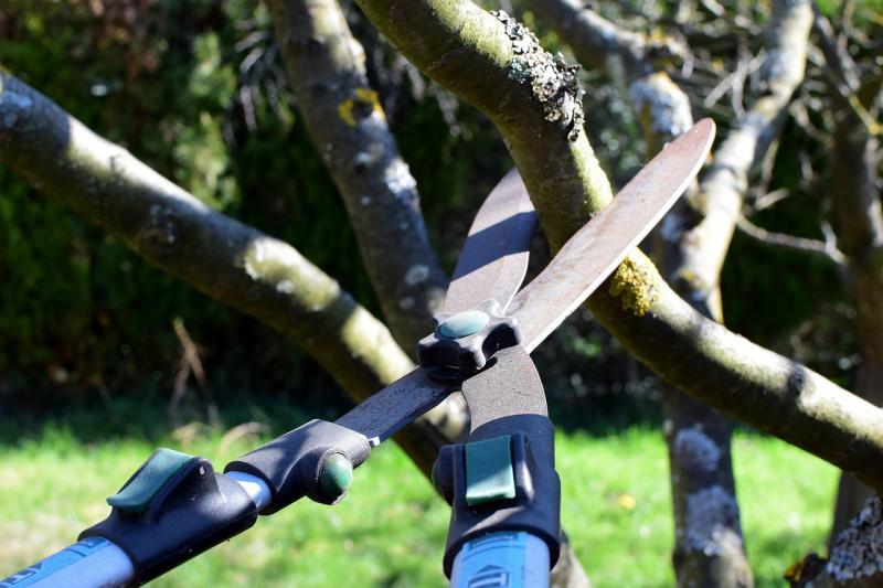 Kildare tree pruning efforts have resulted in &lsquo;unintentional vandalism&rsquo;