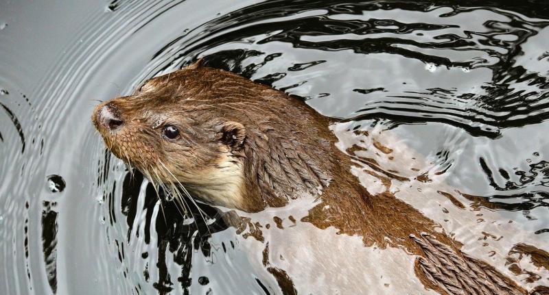 Kildare Wildlife Rescue releases new appeal for this specific item