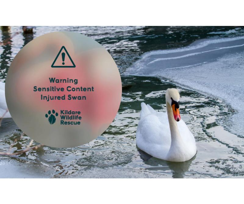 'Stop being selfish'- Anger in Kildare after 'poor swan' mauled by dog off leash