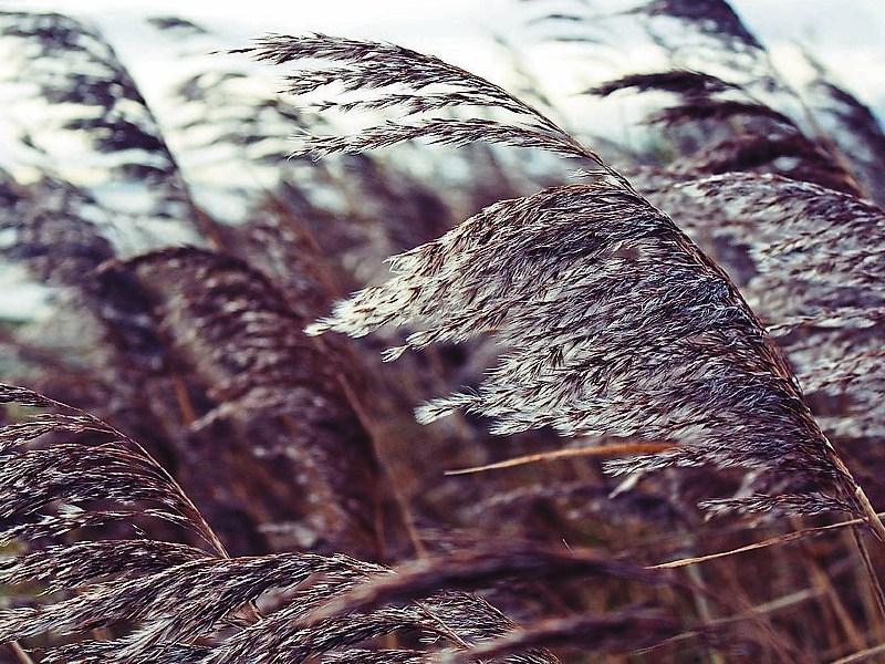 A mixed bag of weather for County Kildare