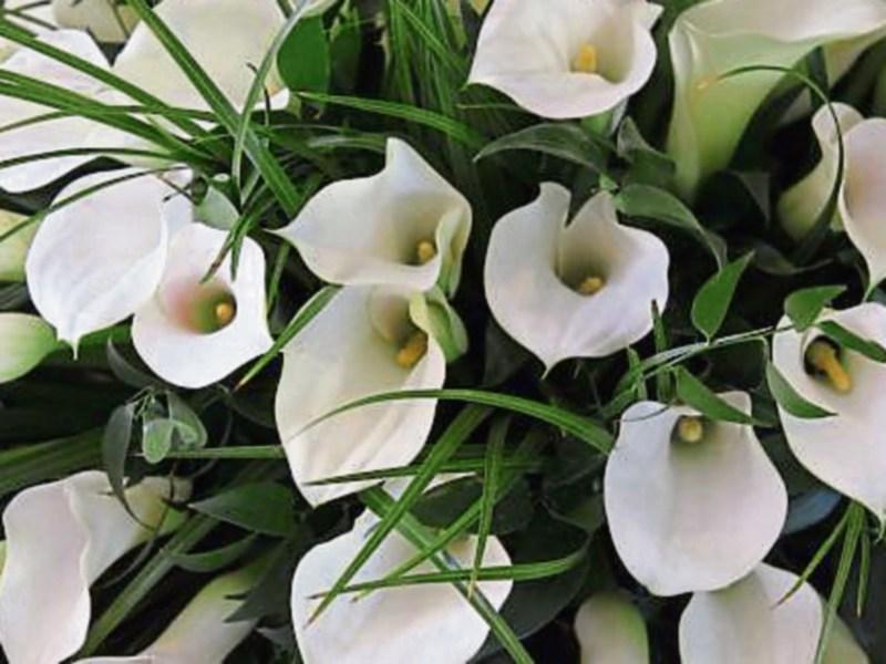 Deaths in Co Kildare - January 28, 2020