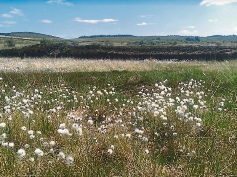 A ‘Greenish’ Transition? - Kildare seminar on dealing with end of peat extraction on bogs