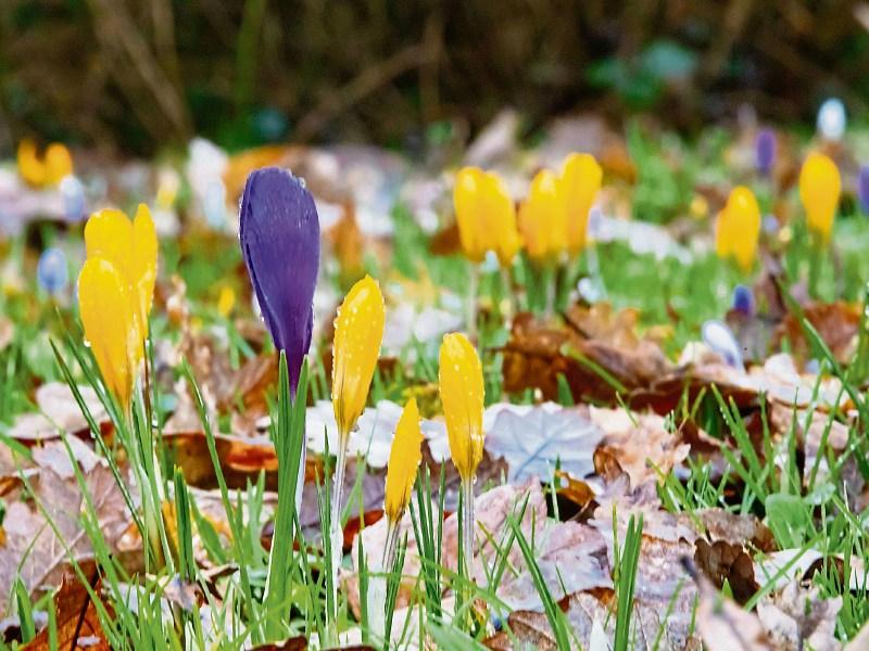 No rain for  County Kildare for the next few days