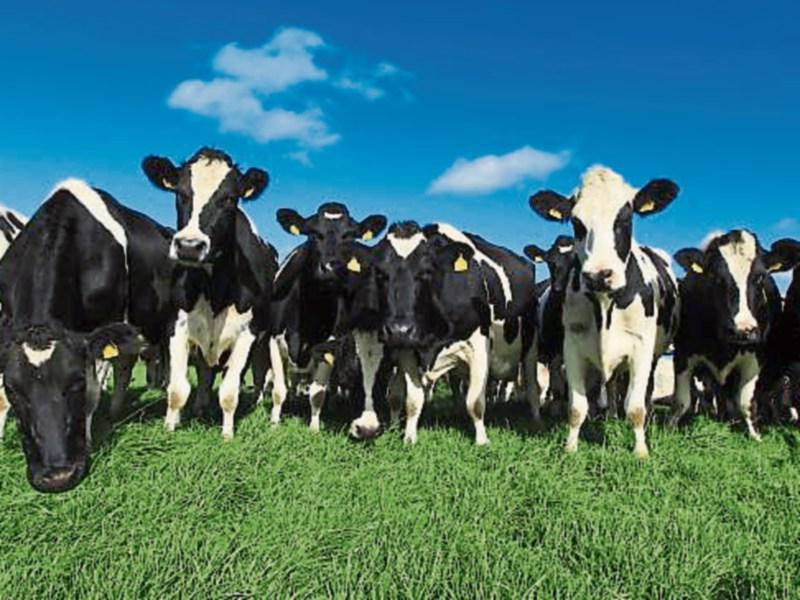 The Lidl Farm to open to Kildare primary school students for spring tours