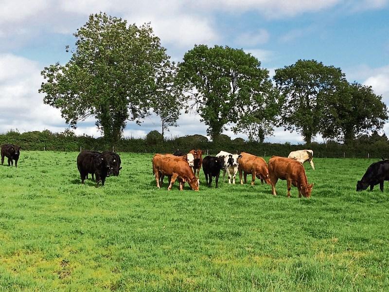 Why Kildare's farmers are among the wealthiest in Ireland