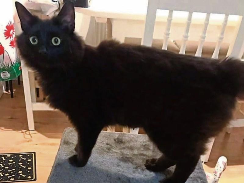 KWWSPCA: A happy ending to ‘tail’ of feral Shelly
