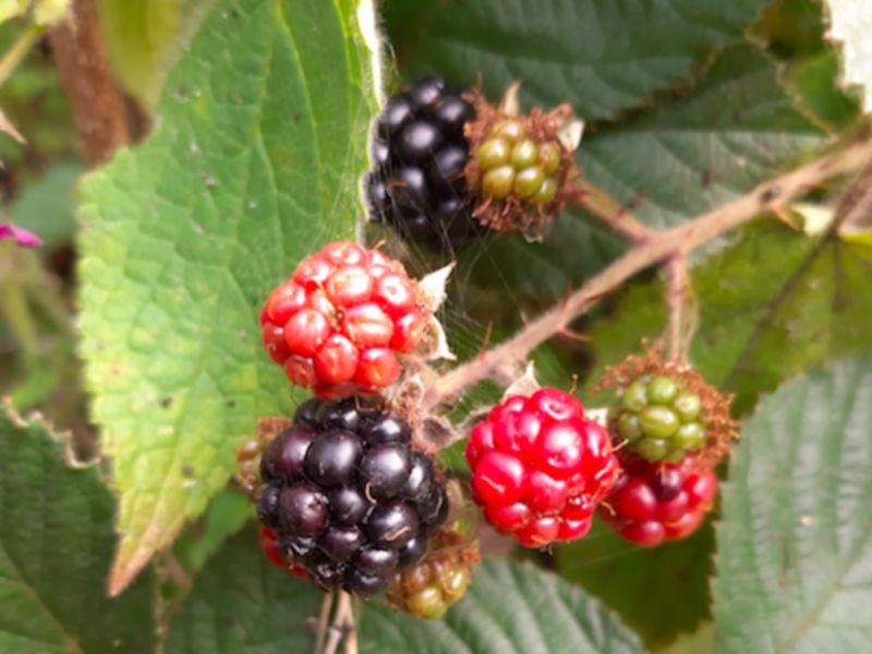 Kildare's Wildlife Watch: The season of autumn berries is here