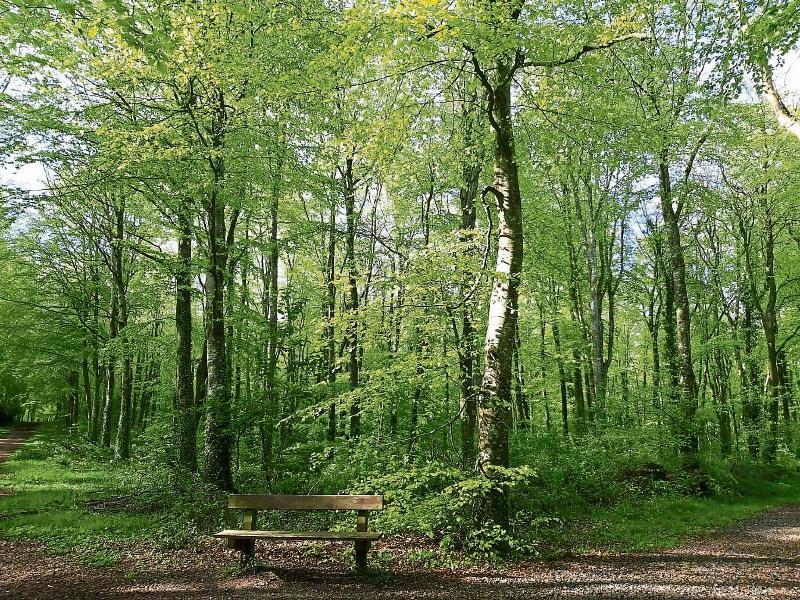 Teagasc launches forestry photo competition – ‘Celebrating Our Forests and Wood Use’
