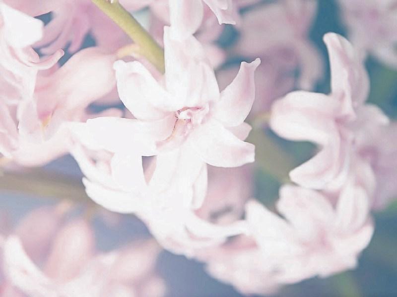 Support services for the bereaved