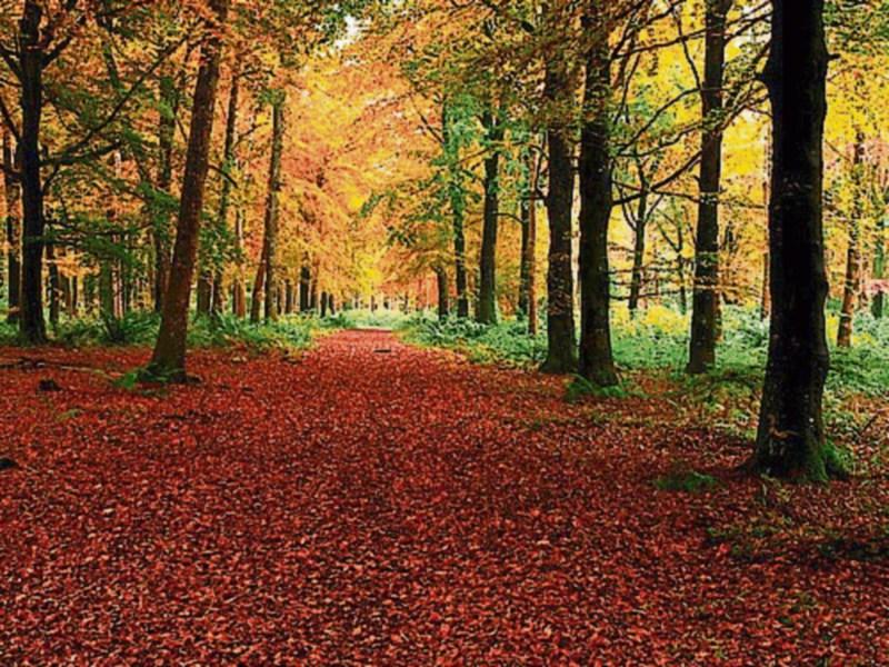 Domestic violence service to hold event in Kildare forest to mark International Women's Day 2023