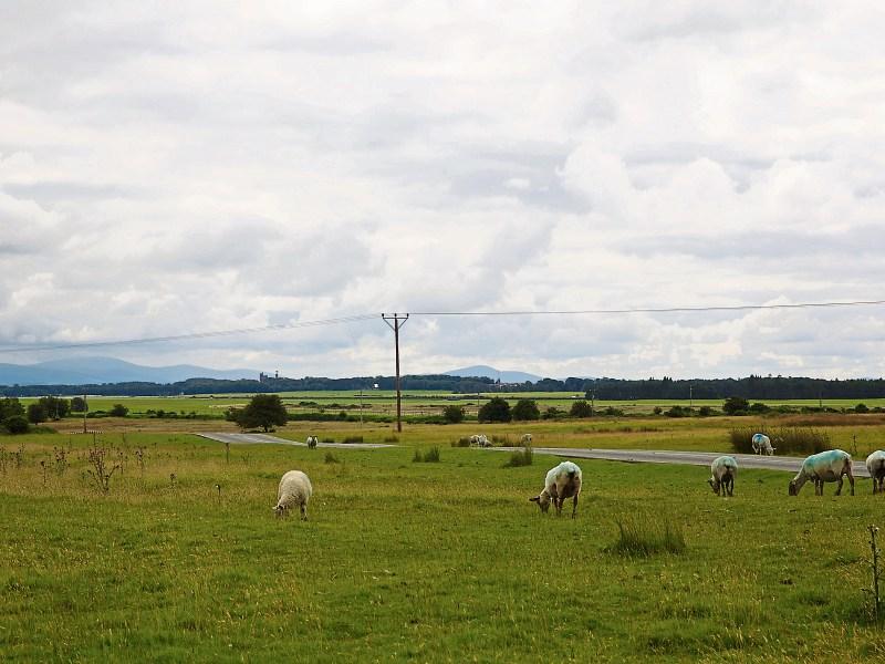 Kildare Senator announces plan to reintroduce Bill that would tackle illegal encampments on the Curragh