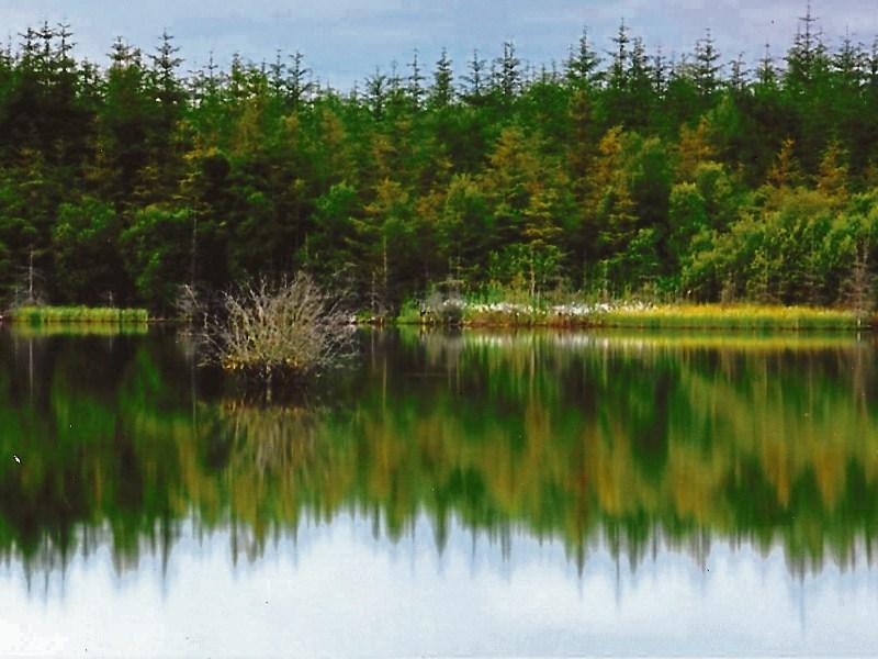 Derryounce walk Portarlinton