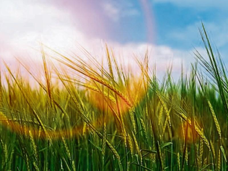 KILDARE WEATHER UPDATE: Another sunny day with temperatures up to 24 degrees