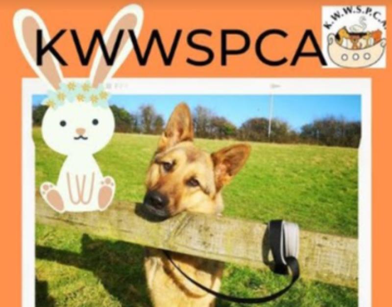 KWWSPCA Easter Egg Hunt and dog walk at Punchestown, Kildare, later this week