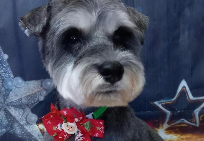 Horror as child and dog were viciously attacked by another dog in Prosperous, Kildare
