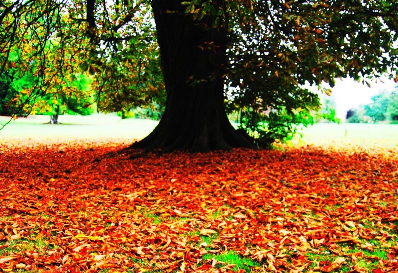 Council says it can't clear leaves from Kildare's housing estates