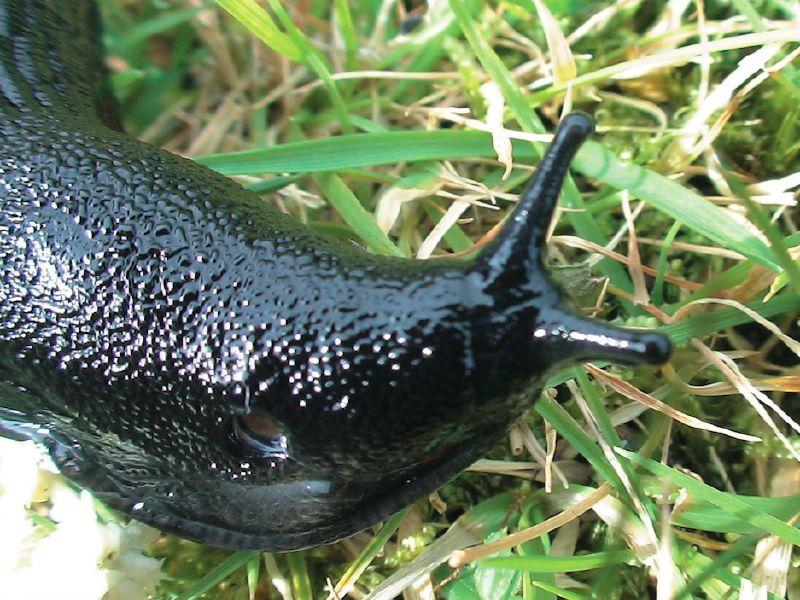 Kildare's Wildlife Watch: Spotting the foul-tasting Great Black Slug