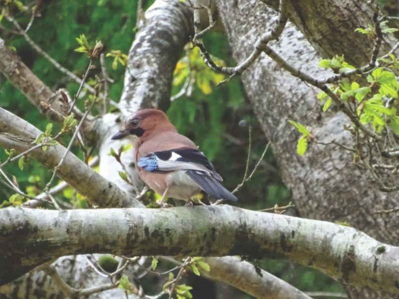 Kildare's Wildlife Watch: The jay &mdash; the lone ranger of the crow clan