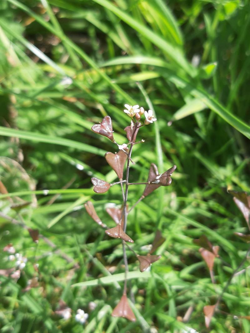 Kildare's Wildlife Watch: The peasant’s purse which cured earache